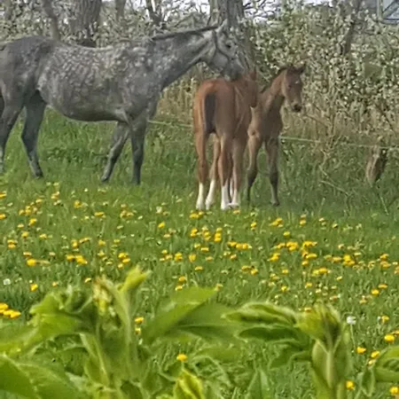 Ferienhaus Hüs An Den Salzwiesen